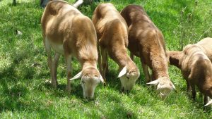 Ovejas pastando en un potrero verde