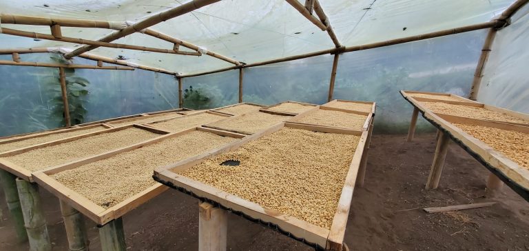 Secado de café de especialidad en Tulipe