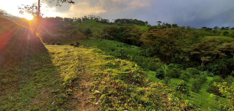 Paisaje de la finca Tulipe rodeada de bosque en el noroccidente de Pichincha