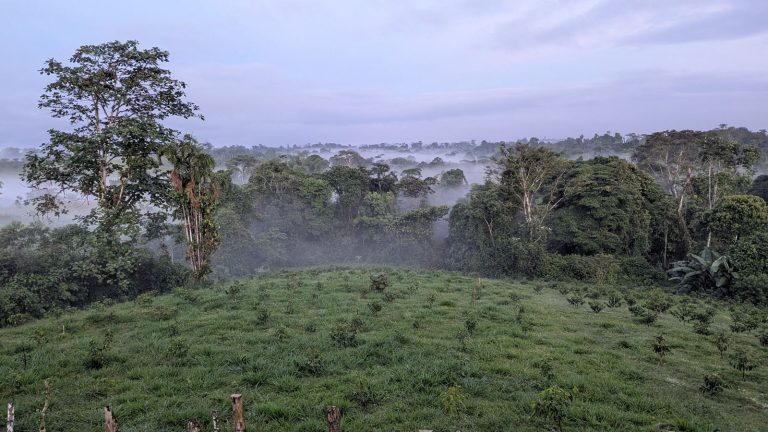 Bosque con neblina matinal sobre la granja Florida de Avecentro