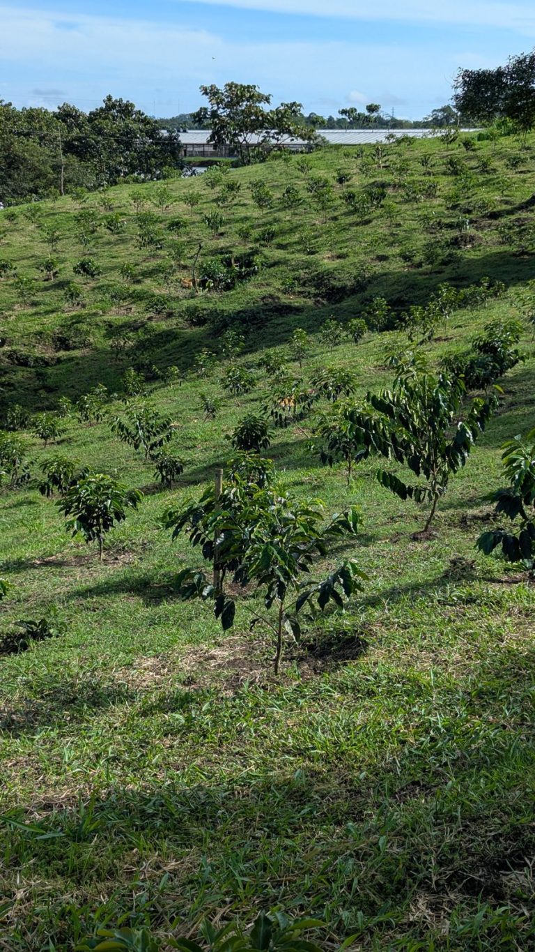 Cultivo de café en ladera de la granja Florida de Avecentro