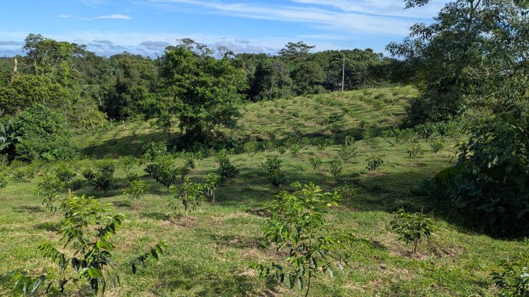Cafetal de la granja Florida de Avecentro