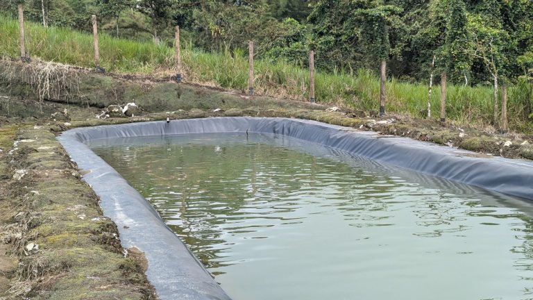 Piscina de crianza de tilapia en la granja Florida de Avecentro