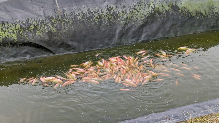 Tilapias criadas en la granja Florida de Avecentro