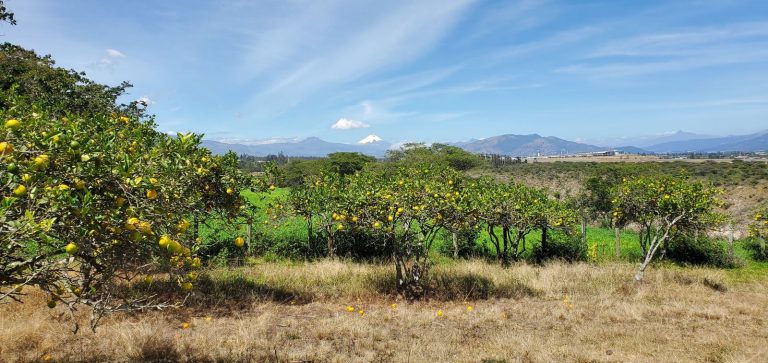Huerto de cítricos con vista a los volcanes en la granja Otón de Vélez, Yaruquí