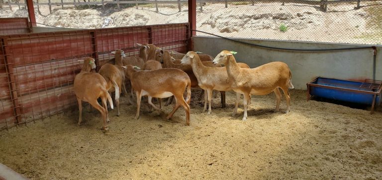 Ovejas Pelibuey en la granja Otón de Vélez, Yaruquí