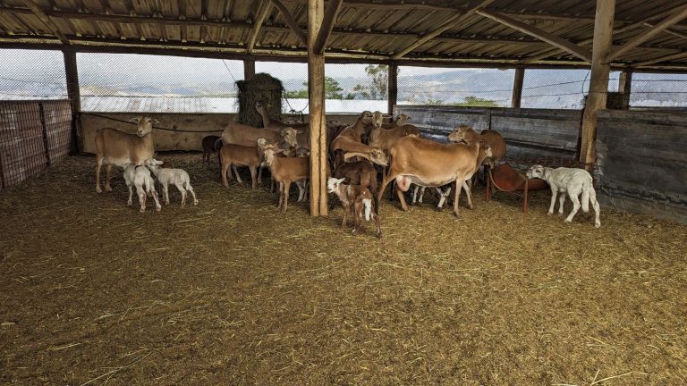 Ovejas con corderos en la granja Otón de Vélez, Yaruquí