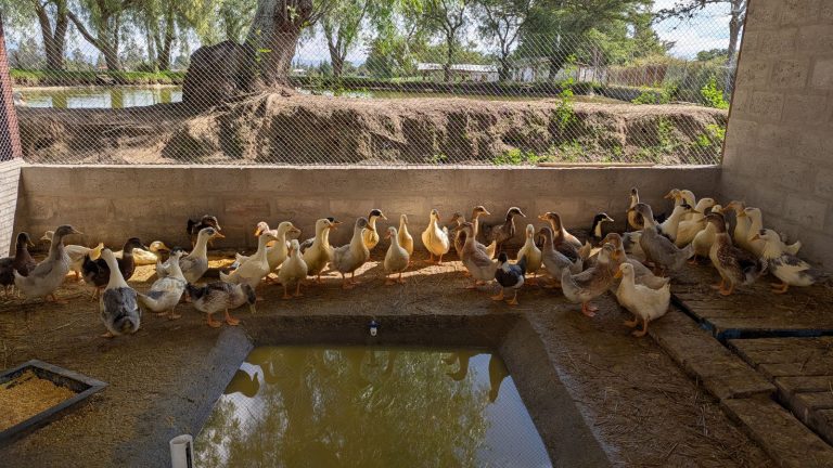 Patos en la granja Otón de Vélez, Yaruquí