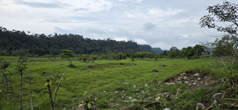 Terreno para el proyecto de cacao de exportación en finca Dorado