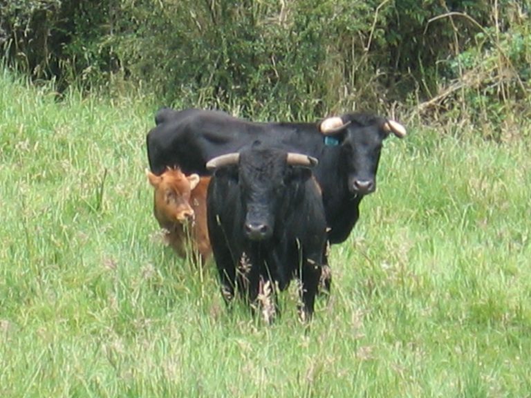 Hacienda Pintagro, Píntag