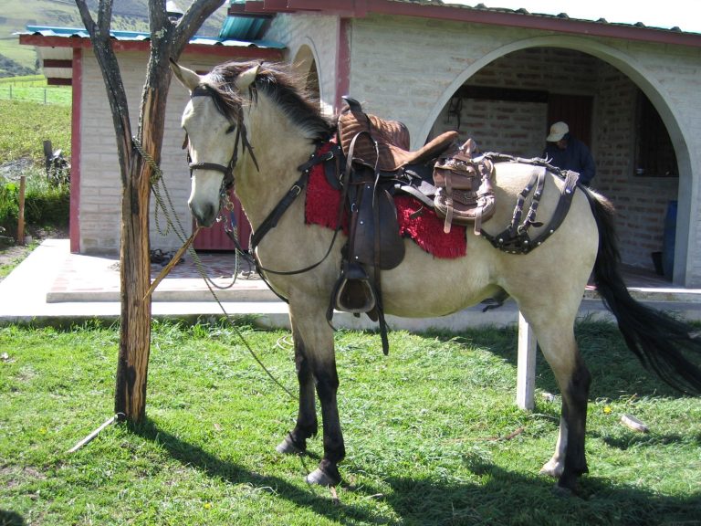 Hacienda Pintagro, Píntag